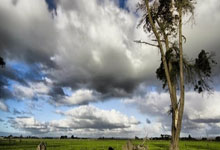 [NBA]锡安29分5板8助 鹈鹕客场险胜森林狼.